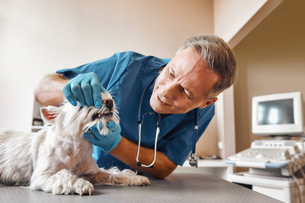 Best Emergency Root Canal Treatment in North Pekin, IL